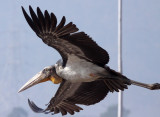 BIRD - STORK - GREATER ADJUTANT STORK - GUWAHATI DUMP ASSAM INDIA (10).JPG