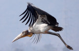 BIRD - STORK - GREATER ADJUTANT STORK - GUWAHATI DUMP ASSAM INDIA (11).JPG