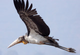 BIRD - STORK - GREATER ADJUTANT STORK - GUWAHATI DUMP ASSAM INDIA (12).JPG