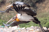 BIRD - STORK - GREATER ADJUTANT STORK - GUWAHATI DUMP ASSAM INDIA (17).JPG