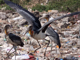 BIRD - STORK - GREATER ADJUTANT STORK - GUWAHATI DUMP ASSAM INDIA (5).JPG
