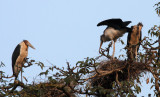 BIRD - STORK - LESSER ADJUTANT STORK - KAZIRANGA NATIONAL PARK ASSAM INDIA (4).JPG
