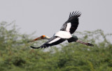 BIRD - STORK - PAINTED STORK - LITTLE RANN OF KUTCH GUJARAT INDIA (7).JPG