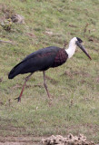 BIRD - STORK - WOOLLY-NECKED STORK - CHAMBAL RIVER SANCTUARY INDIA (1).JPG