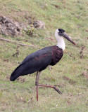 BIRD - STORK - WOOLLY-NECKED STORK - CHAMBAL RIVER SANCTUARY INDIA (17).JPG