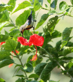 BIRD - SUNBIRD - PURPLE SUNBIRD - NECTARINIA ASIATICA - AHMEDABAD GUJARAT INDIA (5).JPG