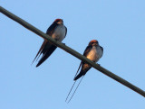 BIRD - SWALLOW - WIRE-TAILED SWALLOW - HIRUNDO SMITHII - RANN OF KUTCH INDIA (1).JPG