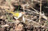 BIRD - TAILORBIRD - COMMON TAILORBIRD - GIR FOREST GUJARAT INDIA (1).JPG