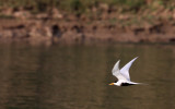 BIRD - TERN - BLACK-BELLIED TERN - CHAMBAL SANCTUARY INDIA (6).JPG