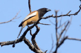 BIRD - TREEPIE - RUFOUS TREEPIE - BANDHAVGAR NATIONAL PARK INDIA (5).JPG