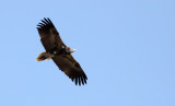 BIRD - VULTURE - Egyptian Vulture - NEAR AHMEDABAD GUJARAT INDIA (4).JPG