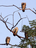 BIRD - VULTURE - LONG-BILLED VULTURE - BANDHAVGAR NATIONAL PARK INDIA (9).JPG