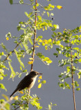 BIRD - WARBLER - CLAMOROUS REED WARBLER - GIR FOREST GUJARAT INDIA (1).JPG