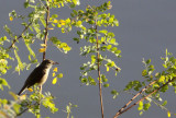 BIRD - WARBLER - CLAMOROUS REED WARBLER - GIR FOREST GUJARAT INDIA (4).JPG