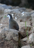 BIRD - WHITE-BREASTED WATERHEN - GIR FOREST GUJARAT INDIA (2).JPG