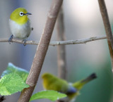 BIRD - WHITE-EYE - ORIENTAL WHITE-EYE - GIR FOREST GUJARAT INDIA (15).JPG