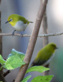 BIRD - WHITE-EYE - ORIENTAL WHITE-EYE - GIR FOREST GUJARAT INDIA (18).JPG