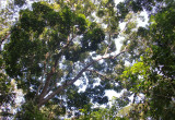 ASSAM - KAZIRANGA NATIONAL PARK INDIA (27).JPG