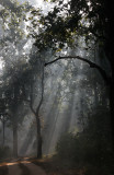 MADHYA PRADESH - KANHA NATIONAL PARK MADHYA PRADESH INDIA (30).JPG