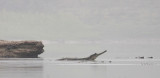 REPTILE - CROCODILE - GHARIAL CROCODILE - CHAMBAL RIVER SANCTUARY INDIA (14).JPG