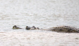 REPTILE - CROCODILE - GHARIAL CROCODILE - CHAMBAL RIVER SANCTUARY INDIA (36).JPG