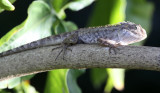 REPTILE - LIZARD - GARDEN LIZARD AGAMID - GIR FOREST GUJARAT INDIA (2).JPG