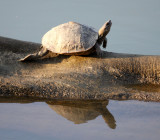 REPTILE - TURTLE SPECIES - KAZIRANGA NATIONAL PARK ASSAM INDIA (1).JPG