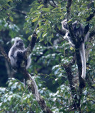 PRIMATE - LANGUR - PHAYRES LEAF MONKEY - WULIANGSHAN NATURE RESERVE YUNNAN CHINA (85).JPG