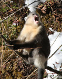 PRIMATE - YUNNAN BLACK SNUB-NOSED MONKEY - RHINOPITHECUS BIETI - BAIMA SNOW MOUNTAIN NATURE RESERVE YUNNAN E (104).jpg