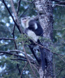 PRIMATES - YUNNAN BLACK SNUB-NOSED MONKEY - RHINOPITHECUS BIETI - BAIMA SNOW MTN RESERVE YUNNAN CHINA (3).JPG