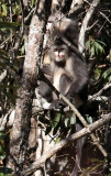 PRIMATES - YUNNAN BLACK SNUB-NOSED MONKEY - RHINOPITHECUS BIETI - BAIMA SNOW MTN RESERVE YUNNAN CHINA (78).JPG