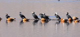 BIRD - CORMORANT - GREAT CORMORANT - CAO HAI WETLANDS NEAR LIJIANG YUNNAN CHINA (6).JPG