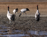 BIRD - CRANE - BLACK-NECKED CRANE - NAPAHAI WETLANDS YUNNAN CHINA (85).JPG