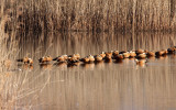 BIRD - DUCK - RUDDY SHELDUCK - CAO HAI WETLANDS PARK NEAR LIJIANG YUNNAN CHINA (6).JPG