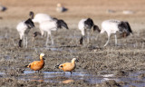 BIRD - DUCK - RUDDY SHELDUCK - NAPAHAI WETLANDS YUNNAN CHINA (166).JPG