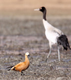 BIRD - DUCK - RUDDY SHELDUCK - NAPAHAI WETLANDS YUNNAN CHINA (32).JPG