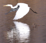 BIRD - EGRET - GREAT EGRET - CAO HAI WETLANDS PARK NEAR LIJIANG YUNNAN CHINA (4).JPG