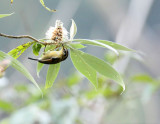 BIRD - FULVETTA - RUFOUS-WINGED FULVETTA - ALCIPPE CASTANECEPS - WULIANGSHAN NATURE RESERVE YUNNAN CHINA (2).JPG