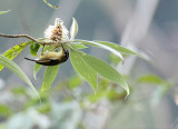 BIRD - FULVETTA - RUFOUS-WINGED FULVETTA - ALCIPPE CASTANECEPS - WULIANGSHAN NATURE RESERVE YUNNAN CHINA (3).JPG