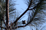 BIRD - FULVETTA - WHITE-BROWED FULVETTA - ALCIPPE VINIPECTUS - LIJIANG HIGHLANDS YUNNAN CHINA (9).JPG