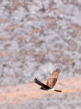 BIRD - HARRIER - HEN HARRIER - CAO HAI WETLANDS NEAR LIJIANG YUNNAN CHINA (1).JPG