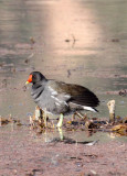 BIRD - MOORHEN - COMMON MOORHEN - WETLANDS NEAR ERHAI LAKE DALI YUNNAN CHINA (7).JPG