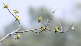 BIRD - SISKIN - TIBETAN SISKIN - WULIANGSHAN NATURE RESERVE YUNNAN CHINA (1).JPG