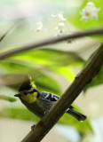 BIRD - TIT - YELLOW-CHEEKED TIT - WULIANGSHAN NATURE RESERVE YUNNAN CHINA (11).JPG
