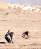 BIRD - VULTURE - HIMALAYAN GRIFFON - HIGHLANDS NEAR NAPAHAI YUNNAN CHINA (54).JPG