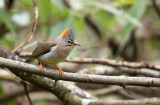 BIRD - YUHINA - RUFOUS-VENTED YUHINA - WULIANGSHAN NATURE RESERVE YUNNAN CHINA (12).JPG