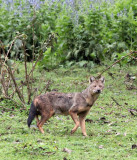 CANID - JACKAL - MYSTERY CANID - BALE MOUNTAINS NATIONAL PARK ETHIOPIA HARENNA FOREST (12).JPG