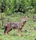 CANID - JACKAL - MYSTERY CANID - BALE MOUNTAINS NATIONAL PARK ETHIOPIA HARENNA FOREST (13).JPG