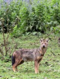 CANID - JACKAL - MYSTERY CANID - BALE MOUNTAINS NATIONAL PARK ETHIOPIA HARENNA FOREST (14).JPG