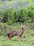 CANID - JACKAL - MYSTERY CANID - BALE MOUNTAINS NATIONAL PARK ETHIOPIA HARENNA FOREST (16).JPG